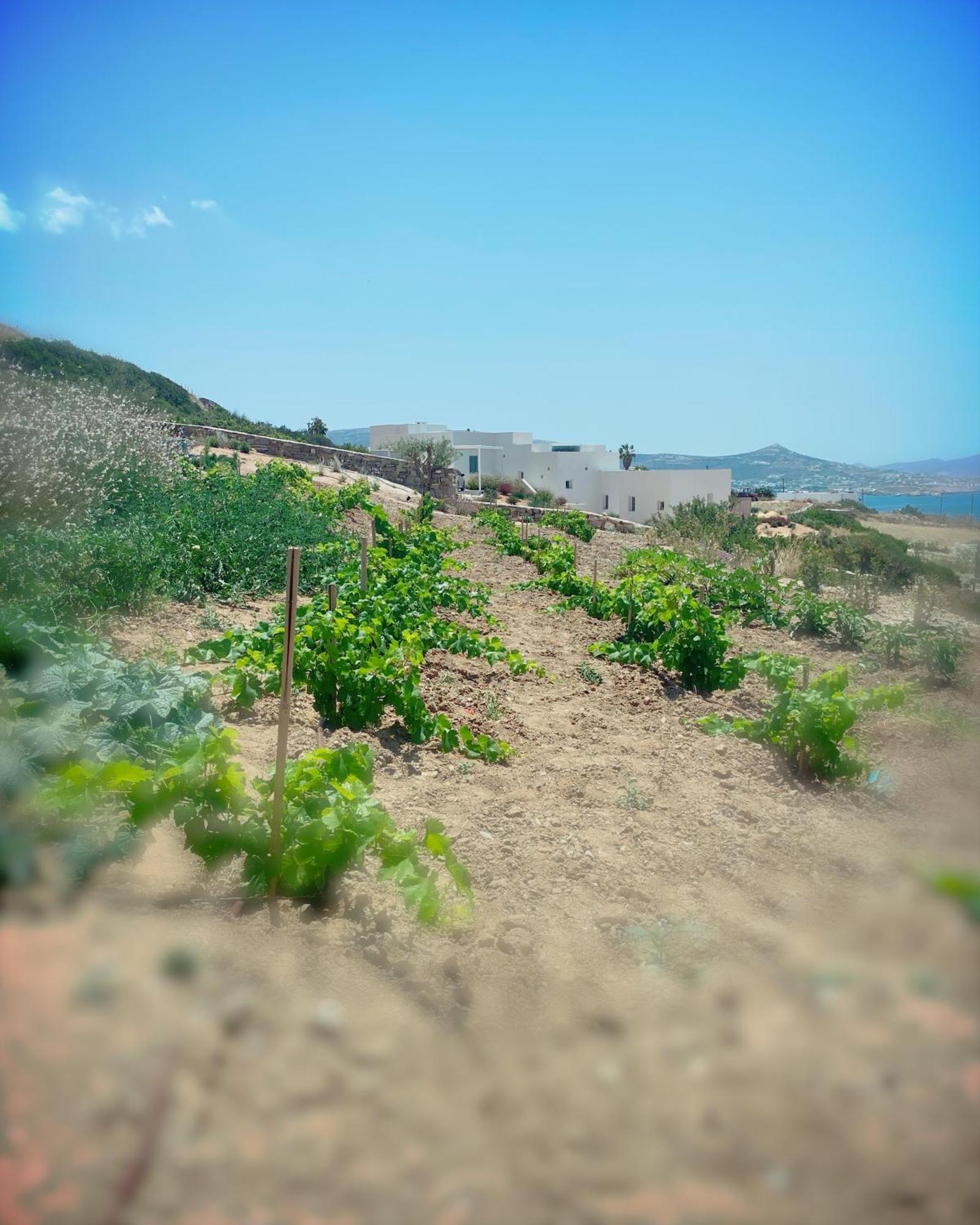 Olithos Villas Krotiri Esterno foto